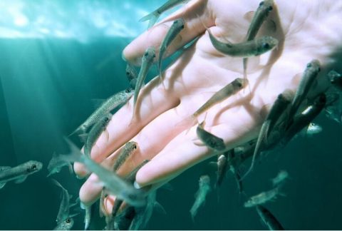 Fish therapy for hands with Garra Rufa fish