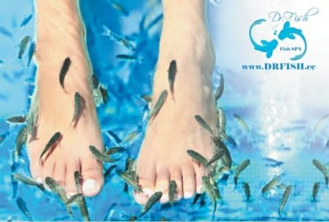 Express Spa treatment for the legs with Garra Rufa fish massage.